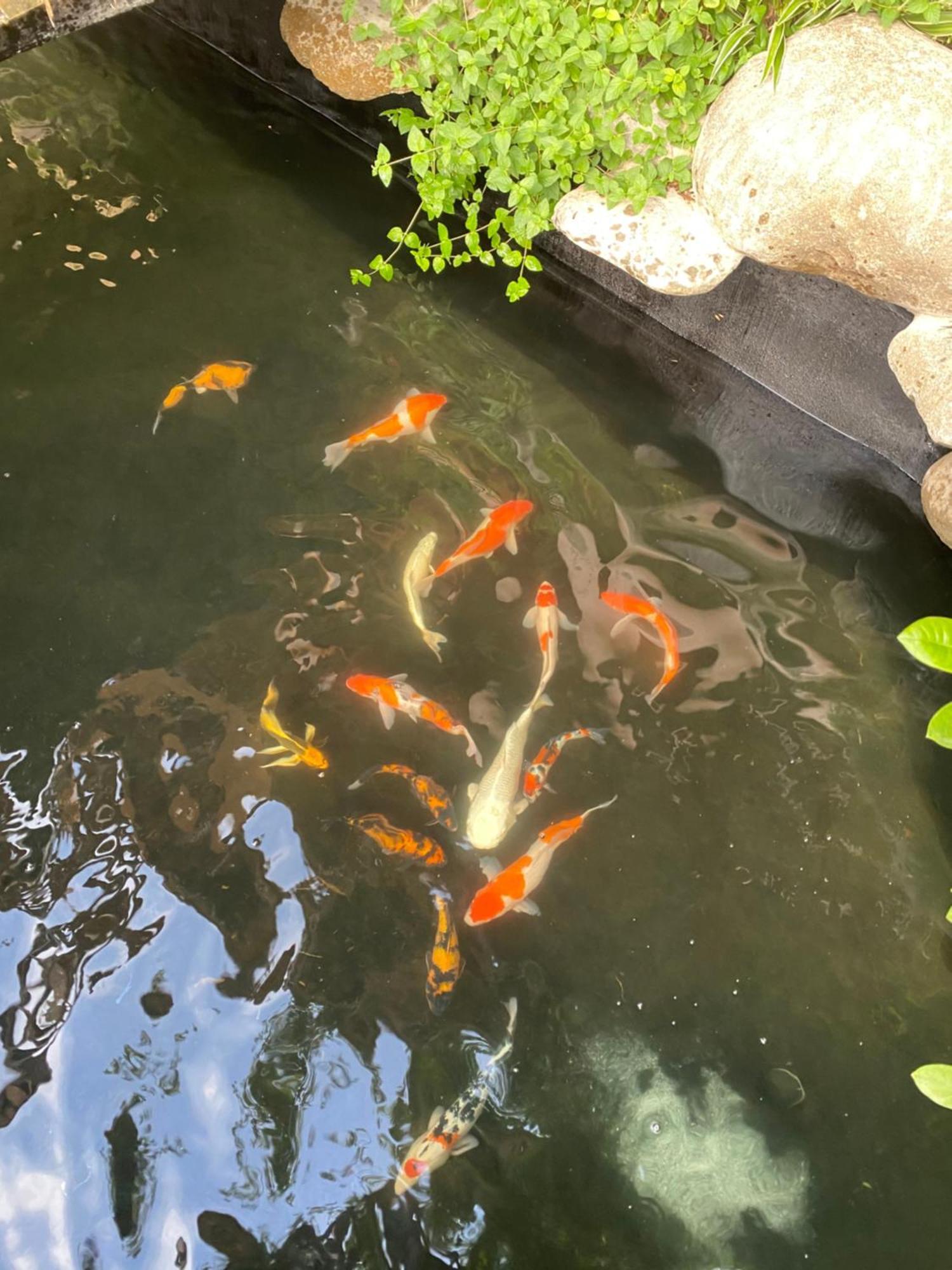 Lemon Tree Homestay Tam Coc ニンビン エクステリア 写真